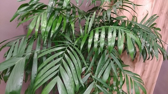 Zenfone4SelfieProで撮った観葉植物