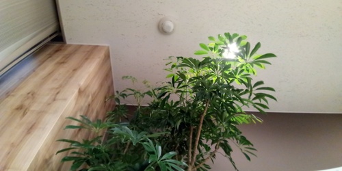 Zenfone Max Plus広角レンズカメラで撮影