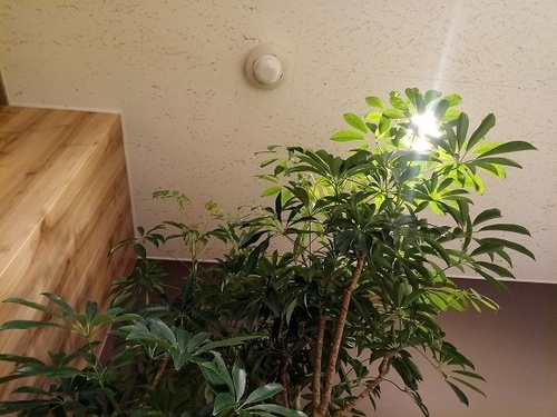 Zenfone Max Plusの通常カメラで撮影